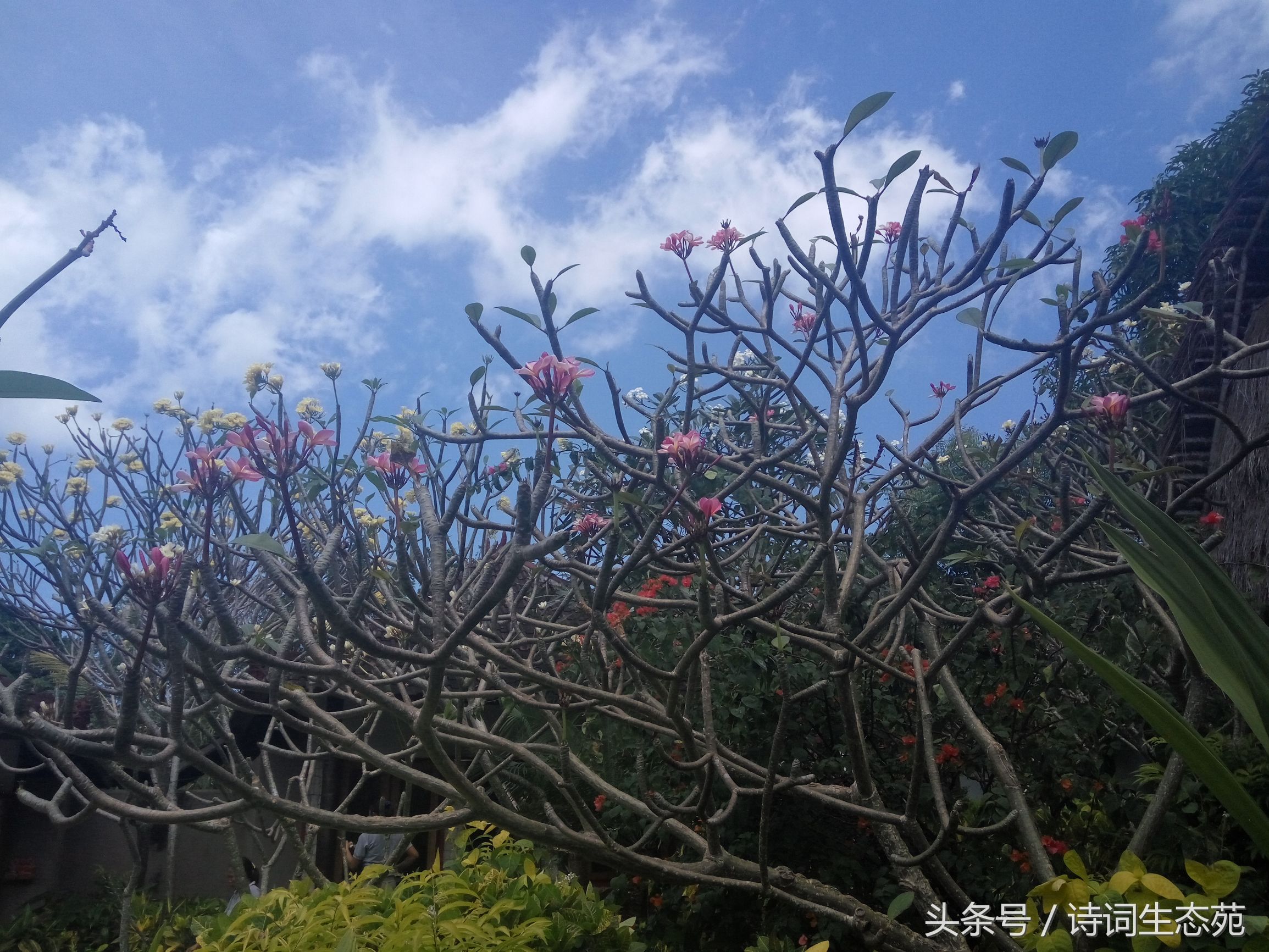 巴厘印象一日游,巴厘风情旅游攻略