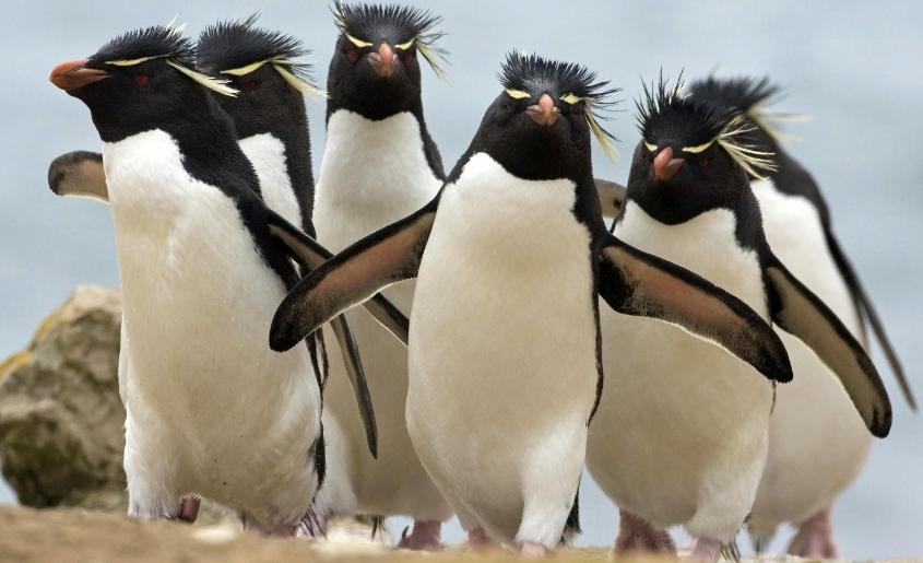 企鹅号快速运营方法,企鹅号如何吸粉增加流量