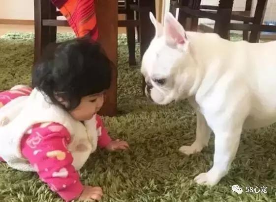 一梦谈狗：听说你喜欢法国斗牛犬，那你了解它么？