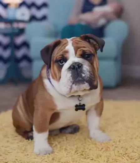 斗牛犬各种疾病的表现,斗牛犬突然后腿站不稳怎么治