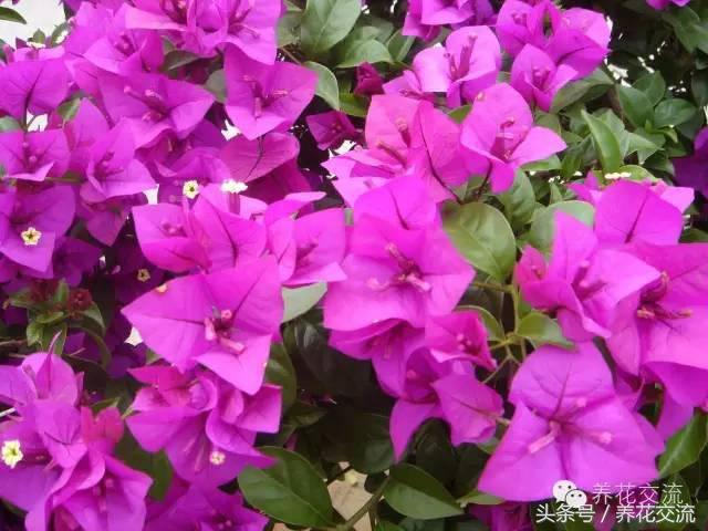 一个爱养花的家庭,一个爱花的院子