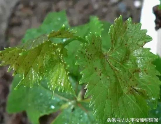 葡萄果实褐色怎么回事,葡萄花梗变褐色什么原因