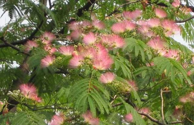 *欢合**花凋落太可惜，婆婆把它捡起来晒干，一斤价值90元！