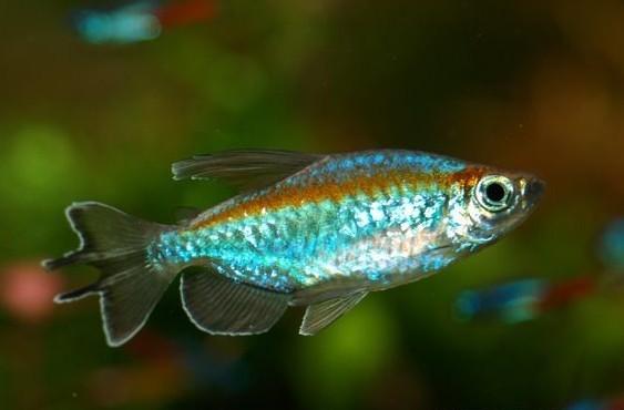 鱼病毒怎么治疗效果最好,病毒性鱼病