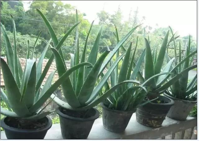 生活妙招：花友们自己制作芦荟面膜