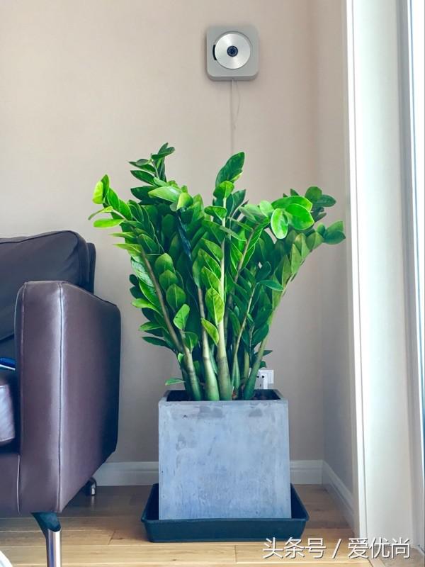 开业乔迁，吉利有寓意的盆栽有哪些？