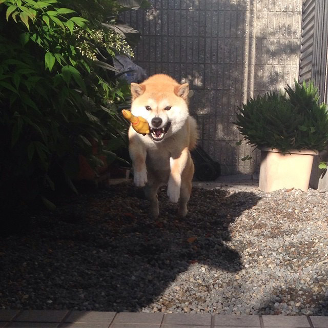 狗狗坏习惯的纠正训练,道格队长宠物