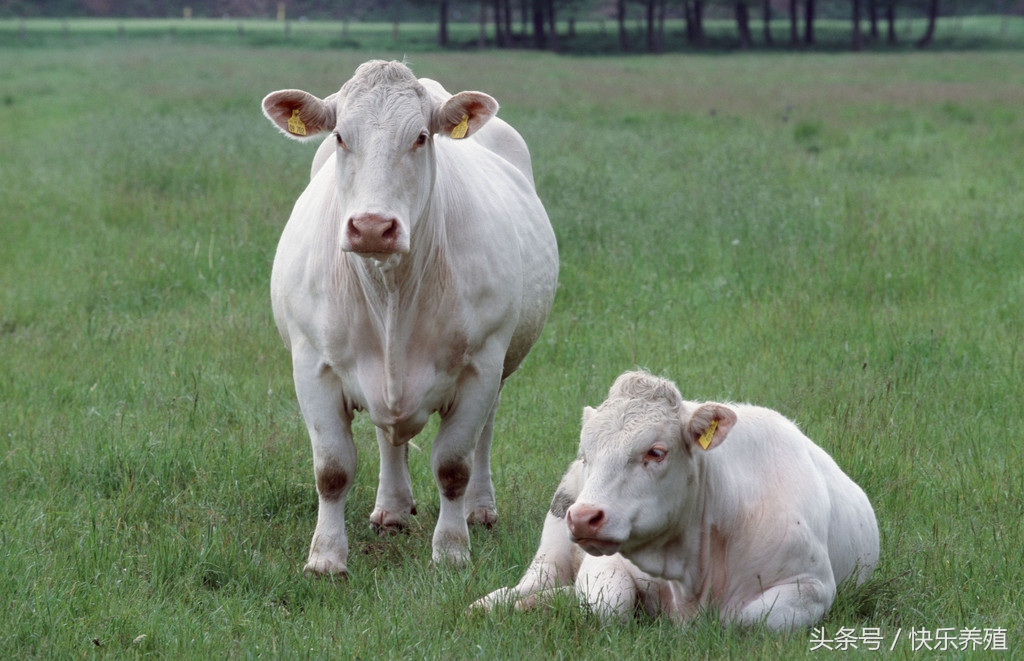 夏洛莱牛肉质好不好,夏洛莱牛为什么不建议养
