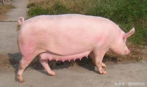 后备母猪消瘦怎么回事,后备母猪瘦小怎么办