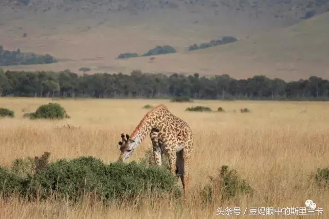 风动？树动？心动！致你，Kenya
