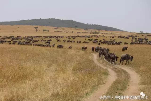 风动？树动？心动！致你，Kenya