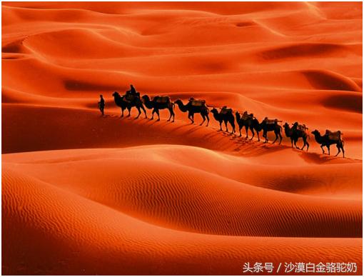 驼奶有市场吗,驼奶外国大品牌