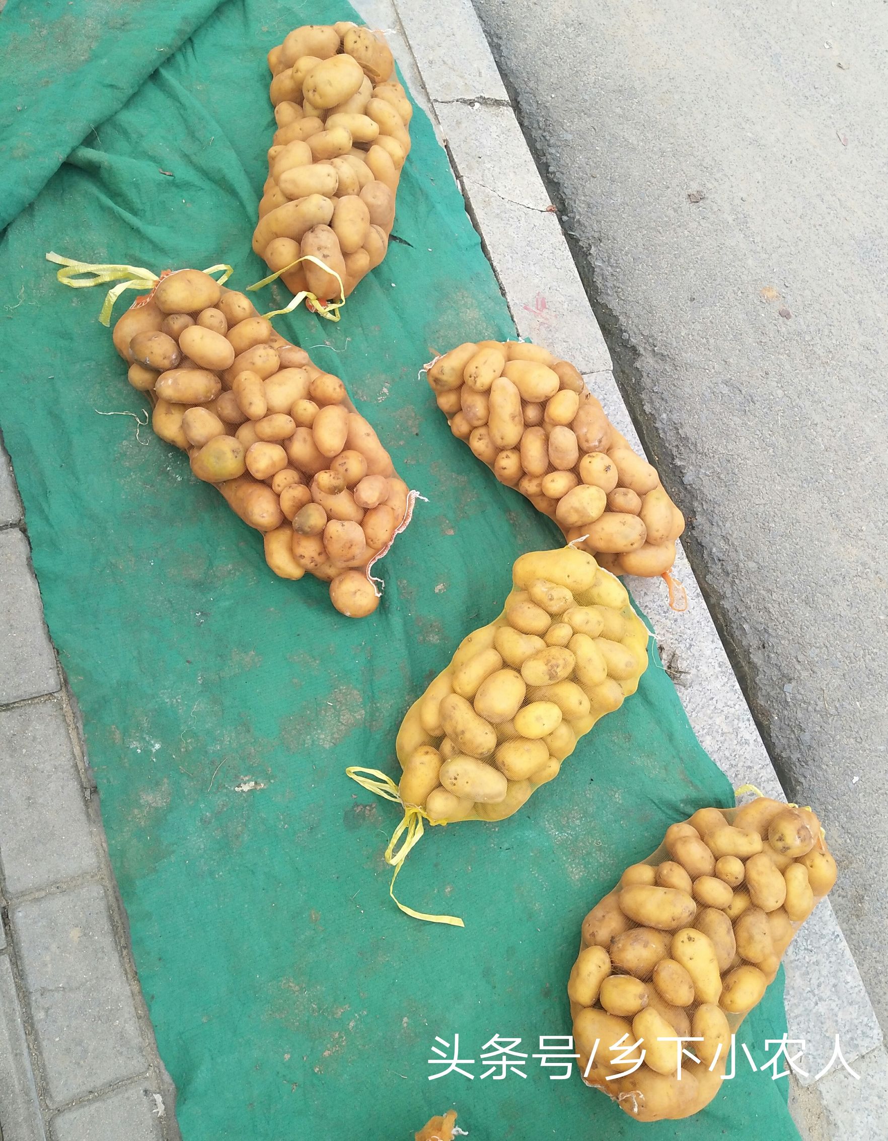 小伙摆摊卖葱一小时赚100元,农村小伙卖土豆