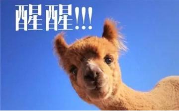 秘鲁神兽来袭,能给你的绝不只是表情包