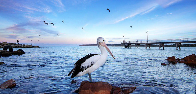 澳洲生活攻略（下）——礼仪篇