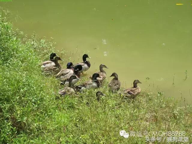 动物百科视频大全40分钟,动物百科第一期鸟类