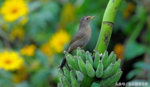 东东画眉鸟原毛讲解,东东画眉鸟