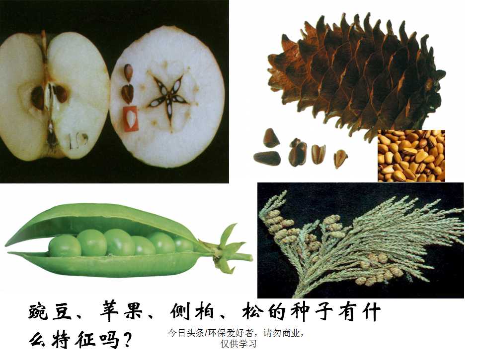 认识植物从身边开始,认识植物的根茎叶各个部分