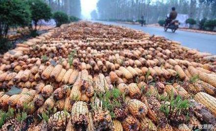 猪饲料中的这一毒素的毒性竟然是氰化钾的10倍,*霜砒**的68倍!