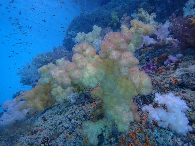 一起去帕劳旅游,去帕劳旅游自由行攻略