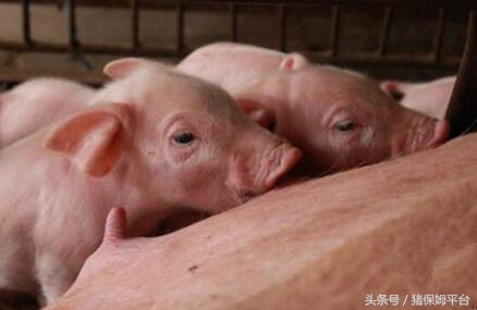 后备母猪消瘦怎么回事,后备母猪瘦小怎么办