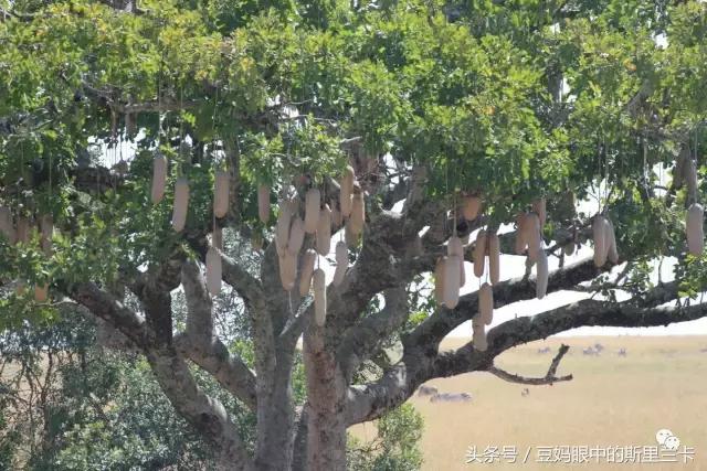 风动？树动？心动！致你，Kenya