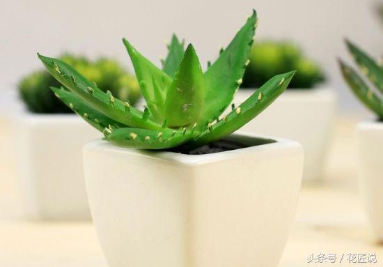 拿什么拯救叶片发黄的芦荟图片,芦荟叶片发黄怎么办小妙招