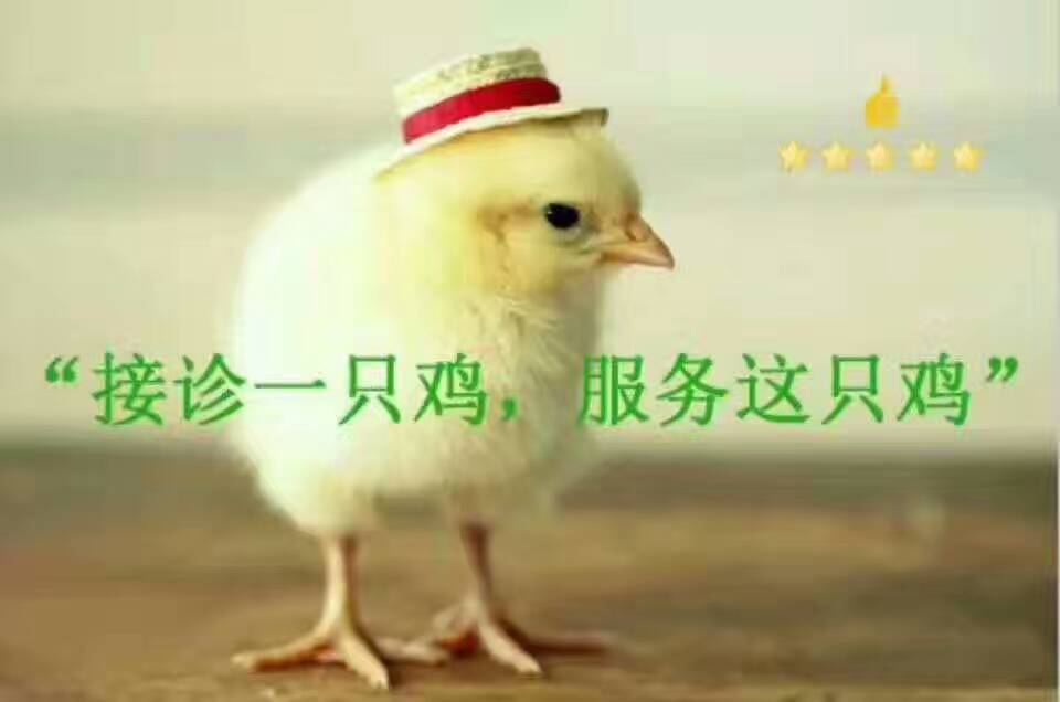 鸡白色念珠菌用什么药,鸡白色念珠菌是什么原因造成的