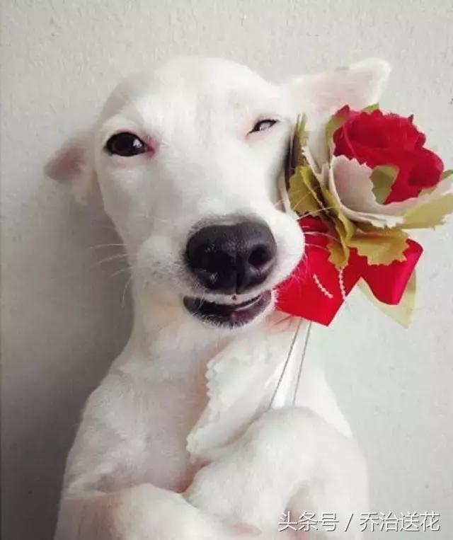 难得一见的好看狗,你见过有如此灵性的狗吗