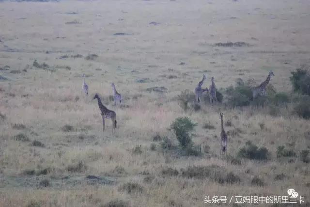 风动？树动？心动！致你，Kenya