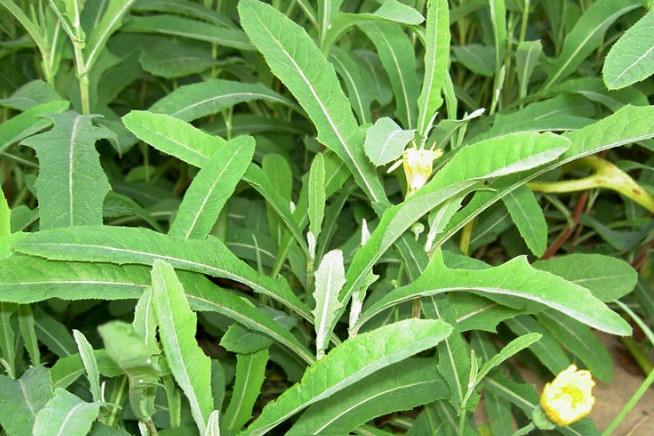 身边常见草药图片及价格,身边最常见的中草药图片大全