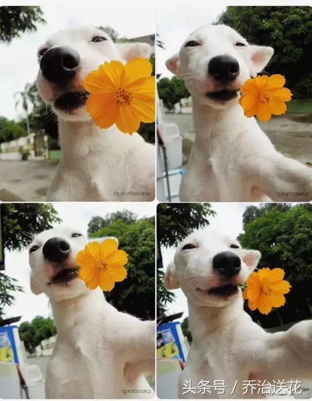 难得一见的好看狗,你见过有如此灵性的狗吗