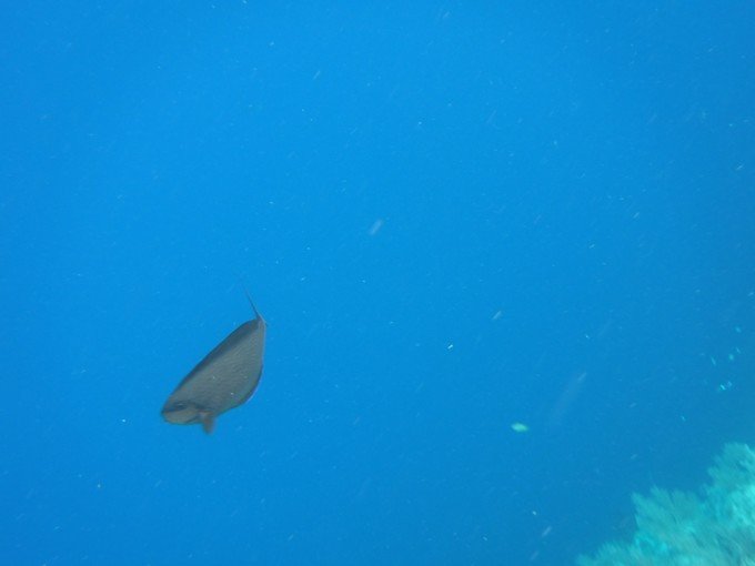一起去帕劳旅游,去帕劳旅游自由行攻略