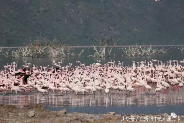 风动？树动？心动！致你，Kenya