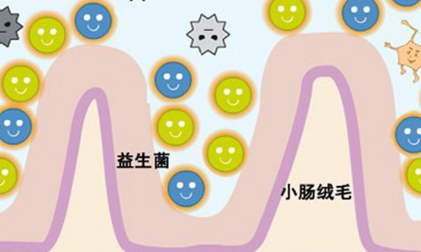 小小推荐益生菌,小小益生菌价格