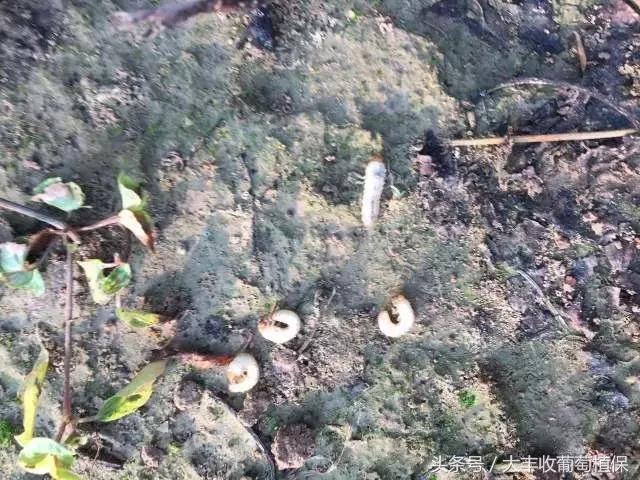 葡萄园挖土时，发现这种白色肉虫，一定要重视