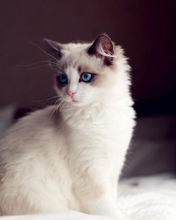 各种各样的很可爱又很好看的猫,各种可爱猫