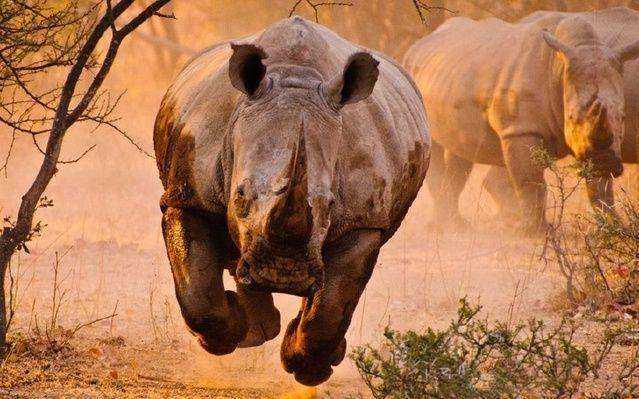非洲八大最凶猛的动物排名，狮子已经被超越