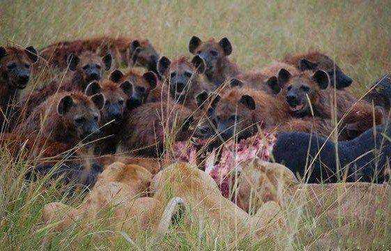 非洲八大最凶猛的动物排名，狮子已经被超越