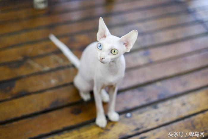 佳能50mm定焦镜头1.2样张,佳能50mmf1.4