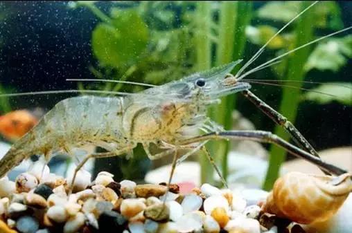 又到吃海蛎子的季节,又到了吃海鲜的季节生蚝