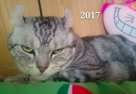 猫咪钻进细缝里怎样才能出来,怎么让猫咪进到大纸箱里面