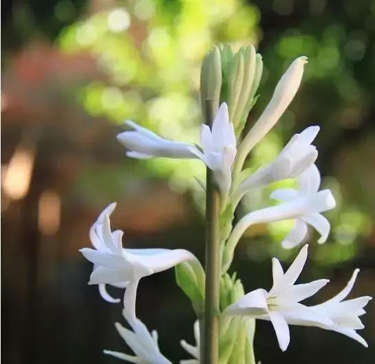 香奈儿2015年爆款,2023年香奈儿邂逅香水新款