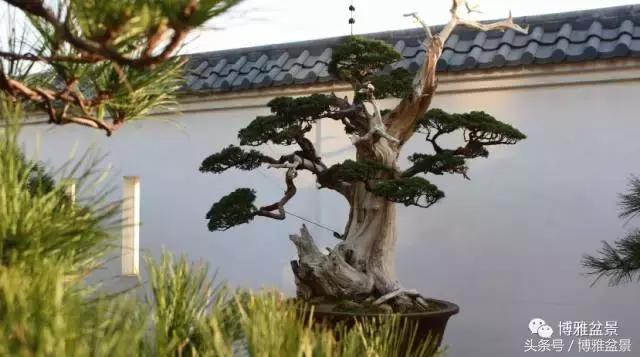 清逸园，一座闹中取静的“文人园林”