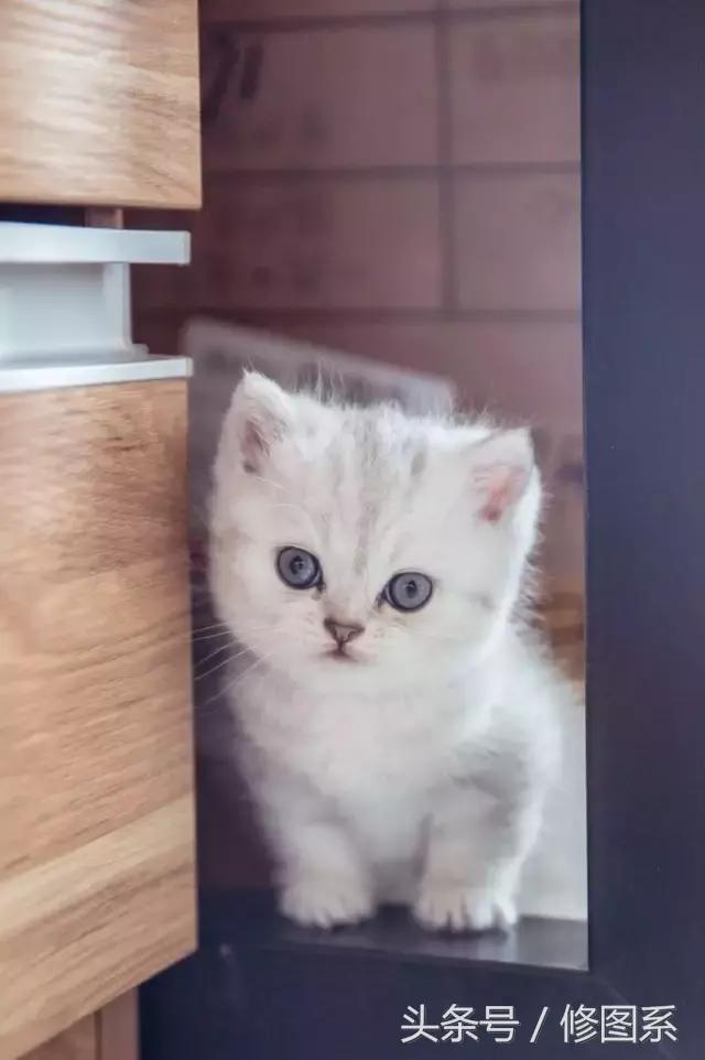 修图师会用哪些修图软件,修图师都用ps么