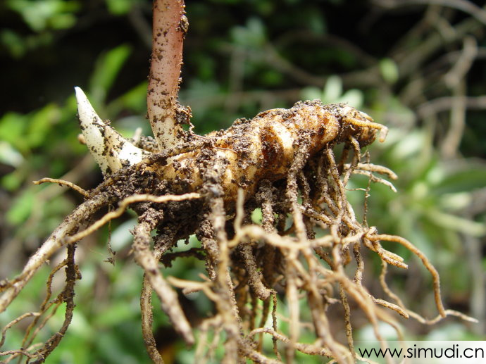 秦岭深山中药材灯台七、七叶一枝花、重楼