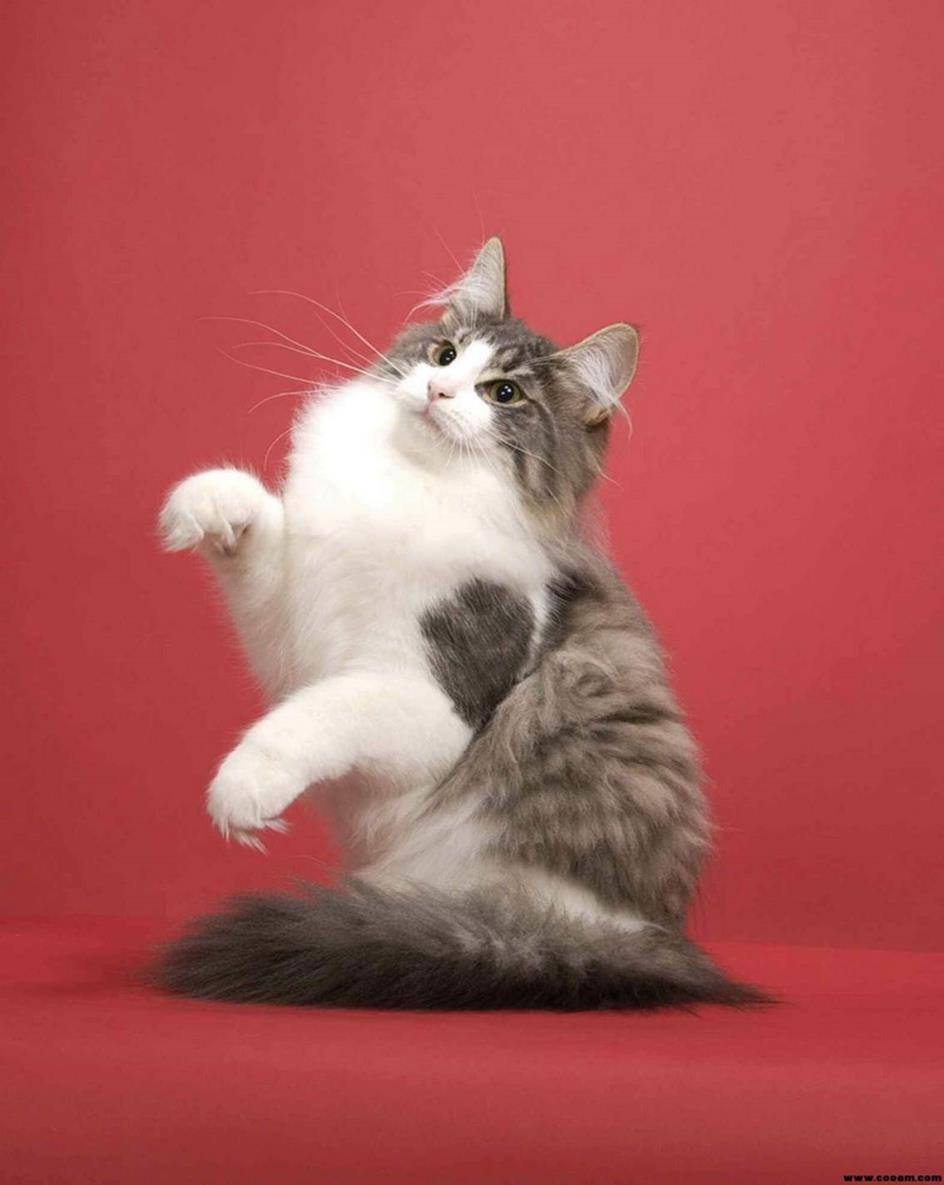 各种各样的很可爱又很好看的猫,各种可爱猫