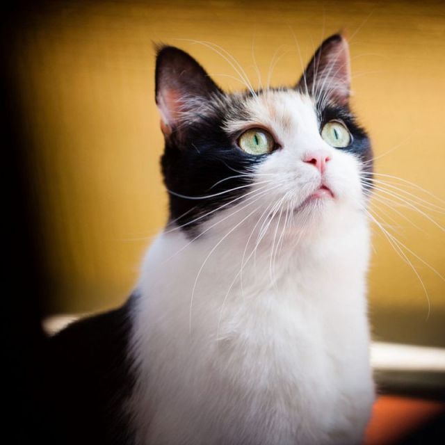 怎么防止猫跳上空调,怎样可以防止夏天猫咪吹空调