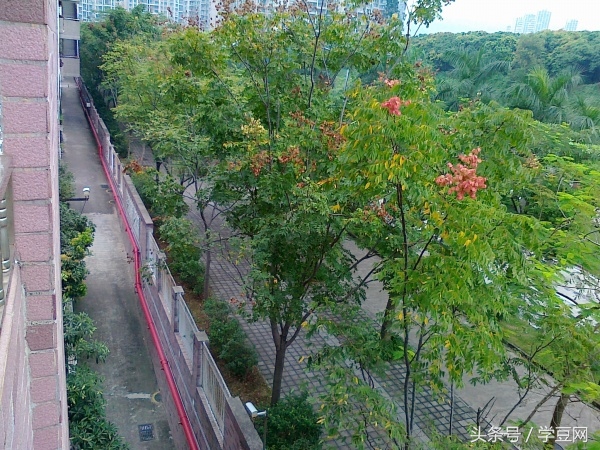 学豆观察︱在深圳高级中学读书是怎样的体验？