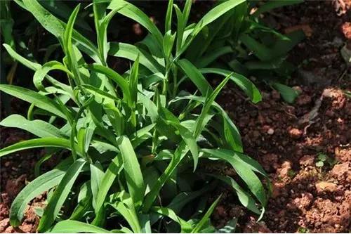 常见中草药图片及讲解,身边常见的中草药功效大全